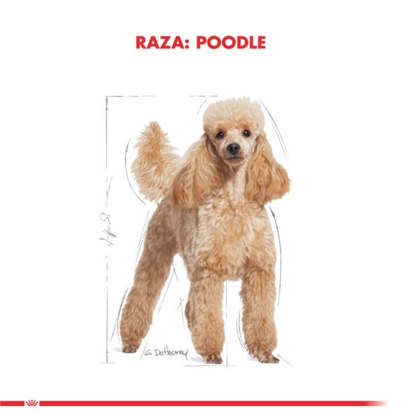 Royal Canin Poodle caniche 2.5 kg