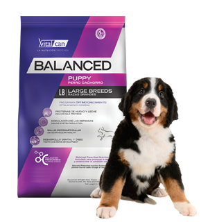 balancedcachrg Balanced Cachorro Large Breed 15 kg
