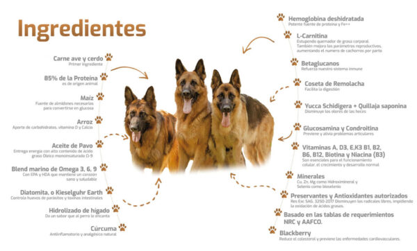 19P321-19P322-1024x618 Bokato Adulto Gold